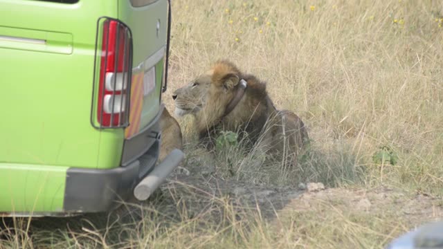 Lion Resting Beside Safari Van