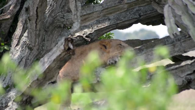 Young Lion In Branch Shadow