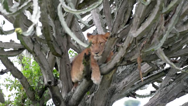 Young Lion In Cactus Tree