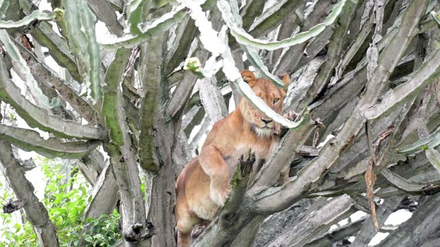 Lioness Climbing Cactus Trunk