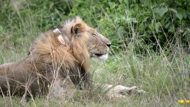 Collared Male Lion Head Up