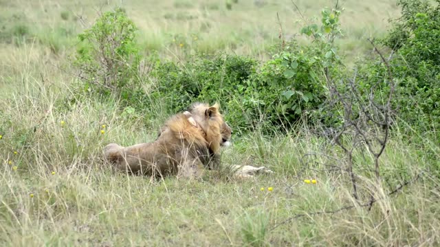 Male Lion Lying Near Thorn Bush