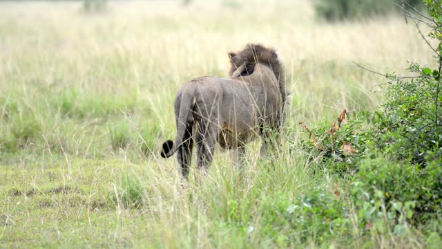 Male Lion Walking Away Grass
