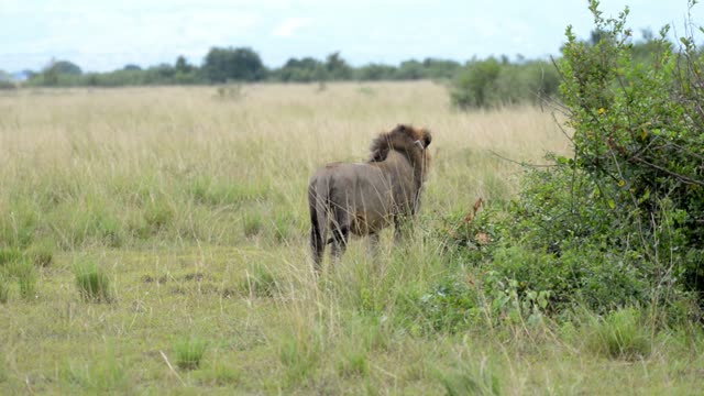 Male Lion Scanning The Plain