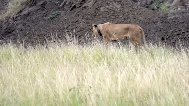 Lioness Walking Below Earth Bank