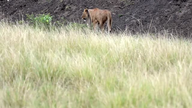 Lioness Behind Tall Grass Screen