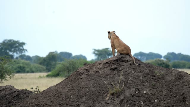 Lioness Sitting On Termite Mound