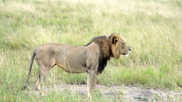 Maned Lion Alert In Grass