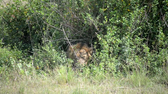 Lion Resting Inside Thick Bush