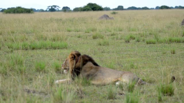 Lion Pair Lying On Plain