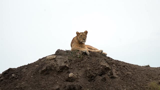 Lioness On Mound Pale Sky