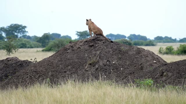 Lioness Sitting Back To Camera
