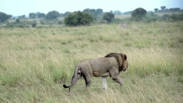 Male Lion Walking Through Grass