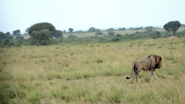 Lion Crossing Open Savanna