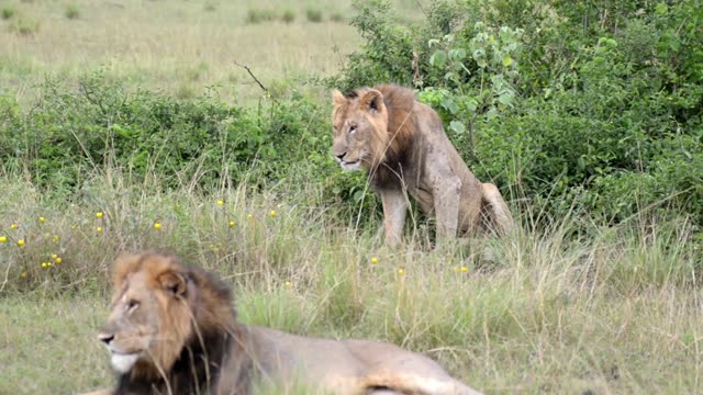 Two Male Lions Together
