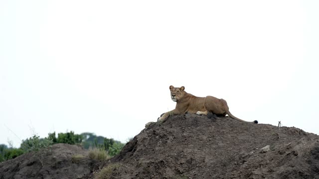 Lioness On Mound Against Sky