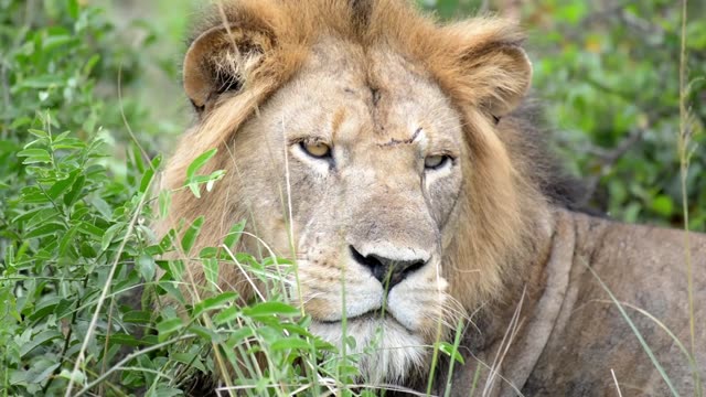 Male Lion Face Close Up