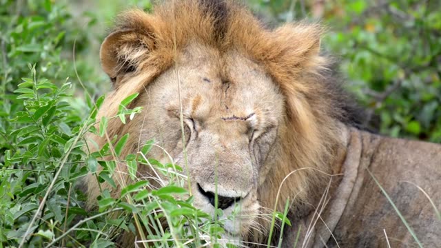 Lion Closing His Eyes