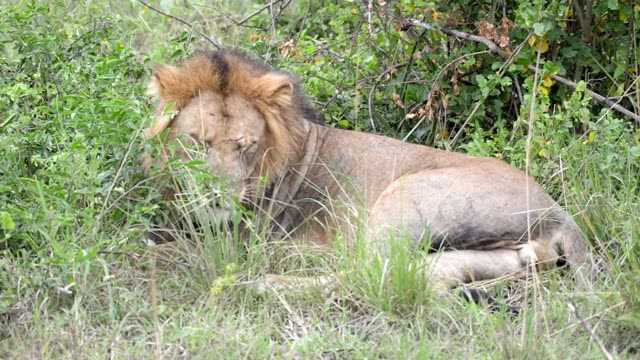 Male Lion Lying In Green Bush