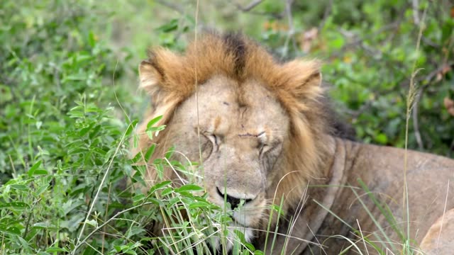 Sleepy Lion Face In Grass