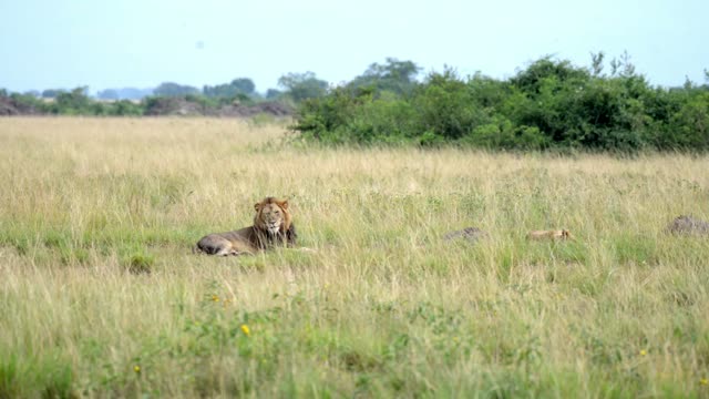 Male Lion Lying In Tall Grass