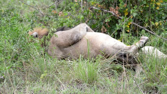 Lion Stretching Upside Down