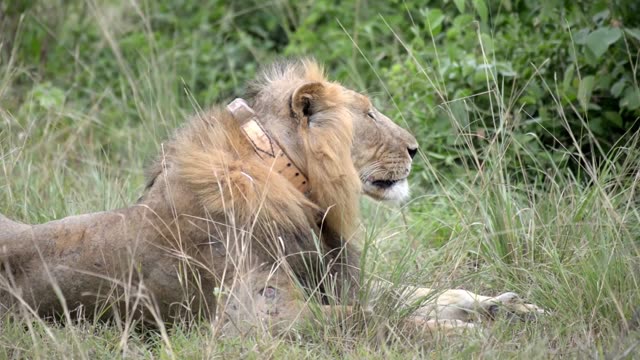 Collared Lion Profile Portrait