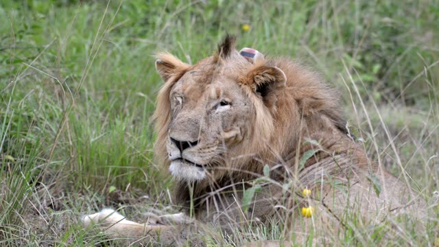 Tagged Male Lion Close View