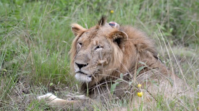Lion Face Turning In Grass