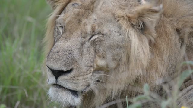 Lion Eyes Shut Close Up