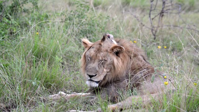 Male Lion Resting Head Up