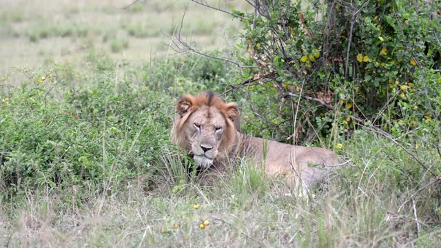 Lion Facing Camera Beside Bush