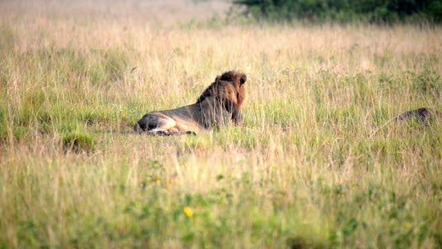 Male Lion In Golden Grass