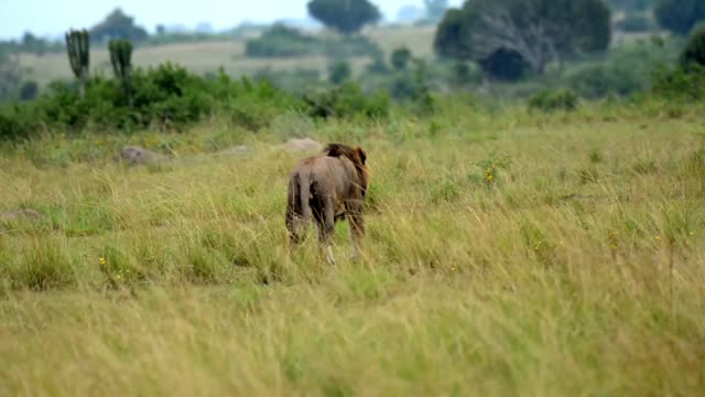 Lion Walking Away Through Grass