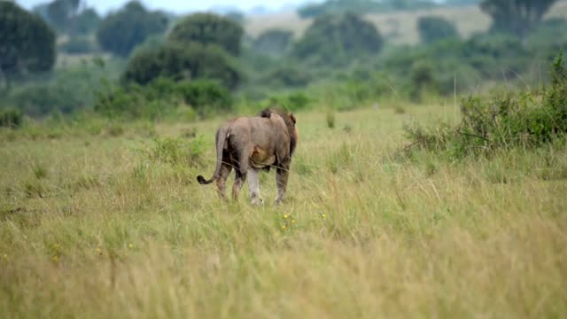 Lion Heading Toward Bush Line