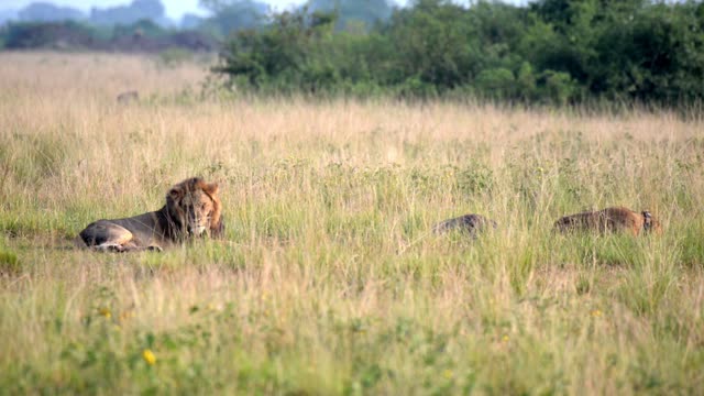 Male Lion With Pride Nearby