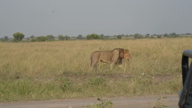 Lion Walking Beside Safari Track