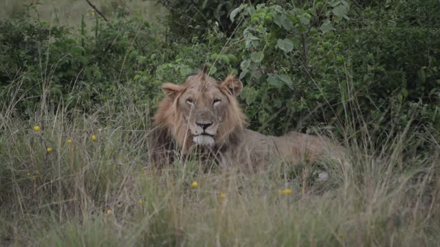 Male Lion Facing The Camera