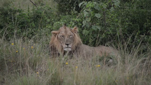 Lion Blinking In Green Grass
