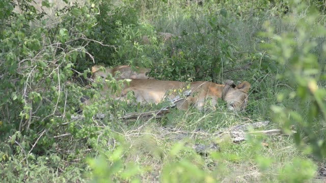 Pride Sleeping In Green Thicket