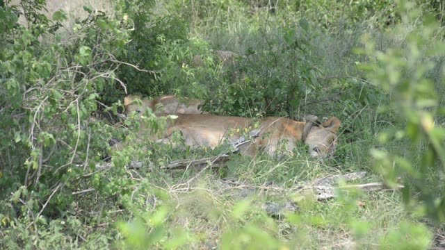 Lions Piled Asleep In Shade