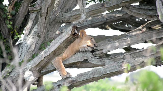 Lion Cub Napping On Branch