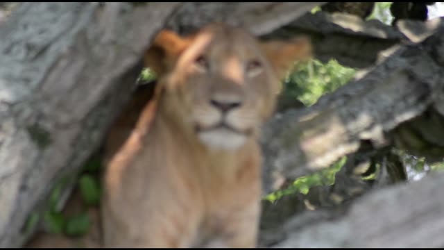 Young Lion Looking At Camera