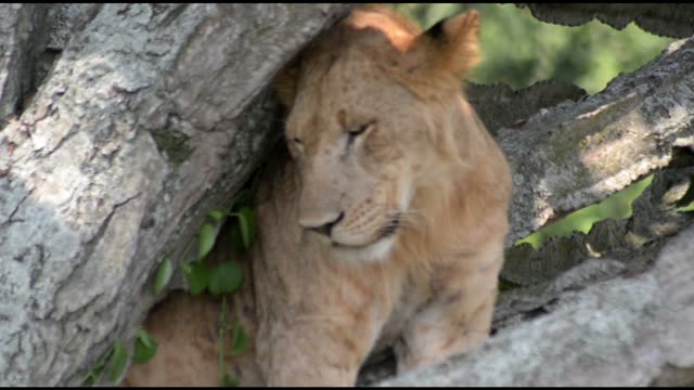 Young Lion Face Between Branches
