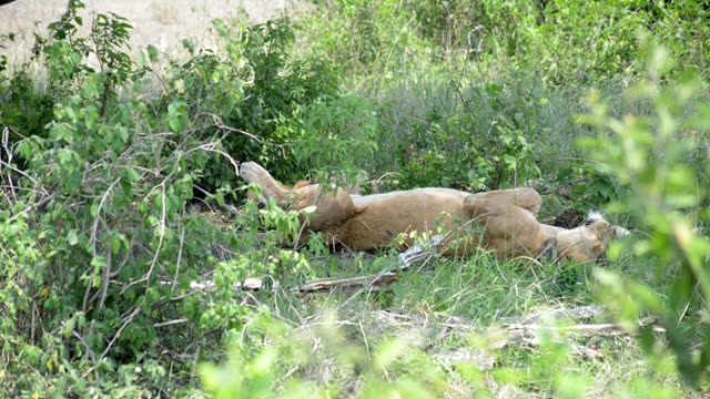 Lions Sleeping On Their Backs