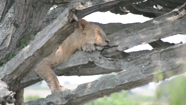 Cub Asleep On Grey Branch