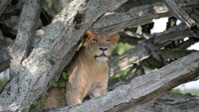 Young Lion Looking Up Tree