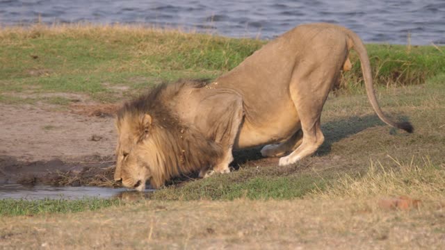 Male Lion Drinking At Waterhole