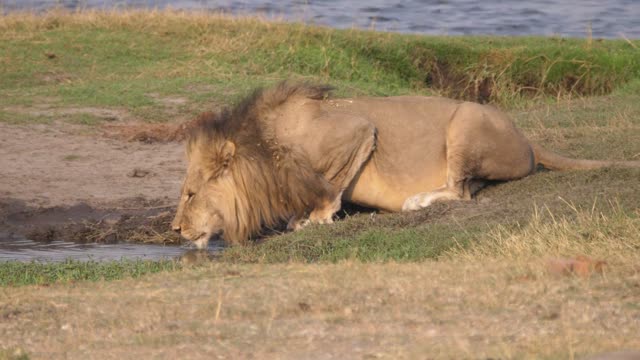 Male Lion Resting In Grass