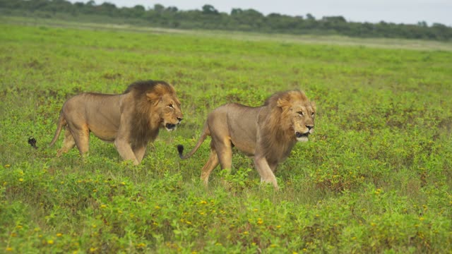 Male Lion Drinking At Waterhole